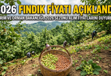 2026 Fındık Fiyatı Açıklandı